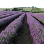 The Cotswold Lavender fields (management provided)